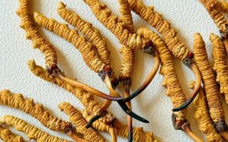 去西藏哪里買冬蟲夏草？藏農(nóng)神草那曲源頭品牌，解鎖本地正宗選購地